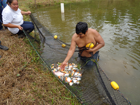 Seguridad alimentaria sostenible de 1.400 familias a través de piscifactorías comunales y respetando la Amazonia